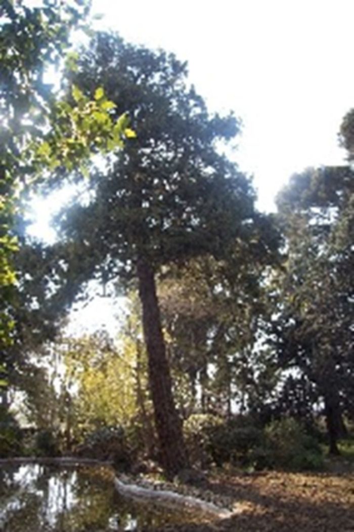 Im Vorstadtbereich, in der Nähe von Narbonne und dem Massif de la Clape, entdecken wir den Jardin de Langel und seinen kleinen mediterranen Wald. Die alten Bäume dieses Gartens sind soziale Marker. Wi