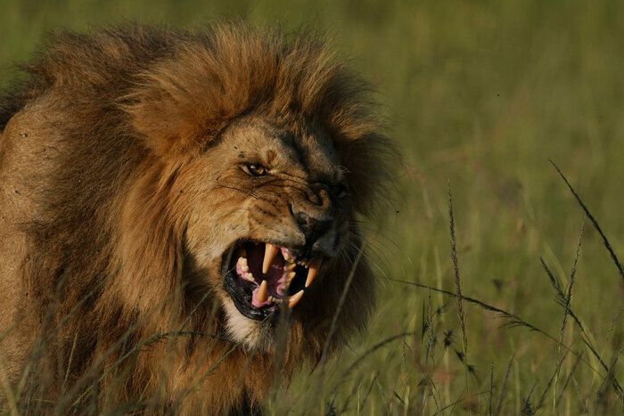 Ein Spaziergang auf dem Weg durch fotografische Bilder, die Geschichten von Reisen in die afrikanische Wildnis sein werden. Ein Vorschlag von Anthony Tual von Terre de Félins.