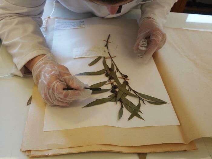 Wozu braucht man Herbarium? Wissenschaftliche Archive der Biodiversität, naturalistische Sammlungen sind sehr nützlich für die moderne Forschung und das erfordert, sie zugänglich zu machen, während ..