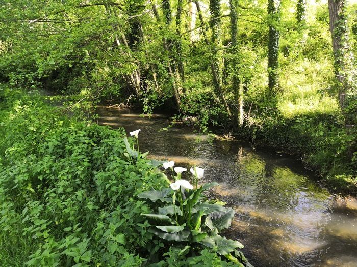 Dieser seit 1984 angelegte Park wurde am Ufer des Flusses Le Gault in der Nähe der alten Tan-Mühle von Moulinet angelegt, in der die Eichenrinde für die Gerbereien der Stadt gemahlen wurde, und...