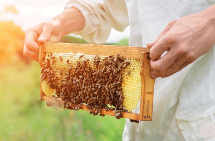 Möchten Sie mehr über die Welt der Bienen erfahren? Eine besondere Zeit mit einem Imker wird Sie in das Herz eines Bienenstocks eintauchen lassen. Entdecken Sie das Leben einer Biene, die Werkzeuge de