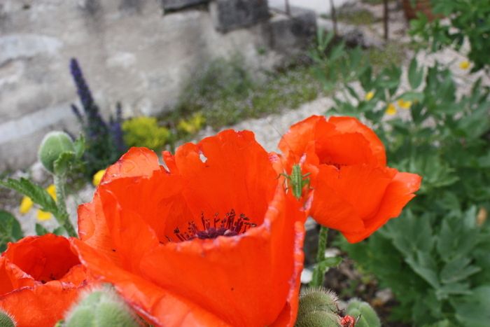 Anlässlich des Treffens in den Gärten kommen Sie, um den Pfarrgarten von Remoray-Boujeons zu beobachten, zu riechen, zu berühren, zu probieren und zu hören.