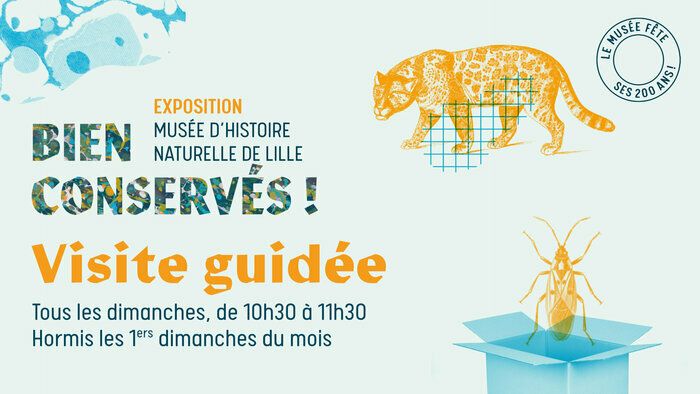 Plongez dans une scénographie immersive et découvrez l'histoire des collections et du bâtiment du Musée !