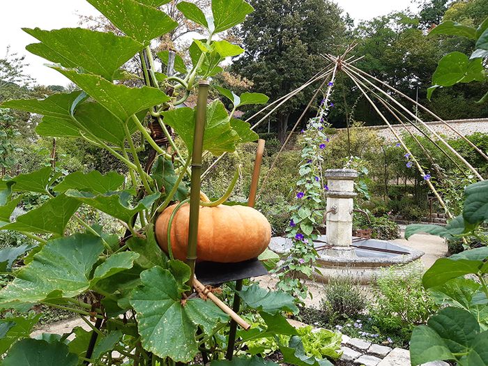 Workshop im Gemüsegarten: Entdeckung der aromatischen Pflanzen