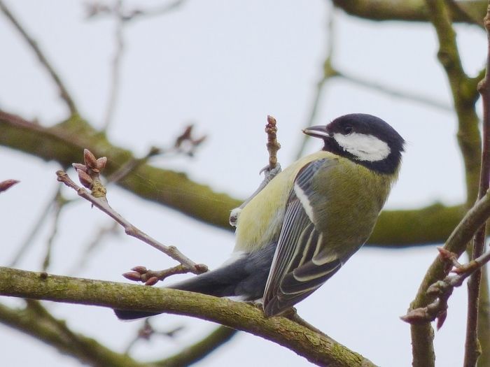 Venez découvrir les oiseaux présents dans le parc des Beaumonts le temps d'une balade