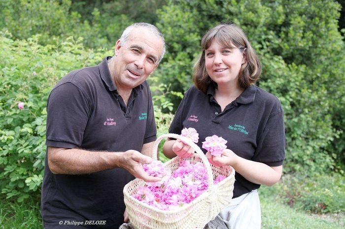 Entdecken Sie die Kultur der emblematischen Blumen des Pays de Grasse (Rose, Jasmin, Violette, Tuberose...), auf unserer Familiendomäne: Mas de l'Olivine (Peymeinade), inmitten eines Olivenhains.