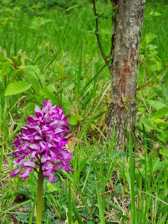 Auf den Höhen von Belleu folgen Sie unserem Führer und entdecken Sie die Naturstätte Pierre Frite. Mehrere charakteristische Blumenarten der kalkhaltigen Rasenflächen von Soissonnais erwarten Sie...