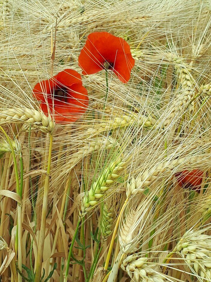 Die Plantagen, die mindestens seit der Bronzezeit (2300-800 v. Chr.) angebaut werden, bieten eine Reihe von Farben, Gerüchen, Geschmäckern und Texturen, die...