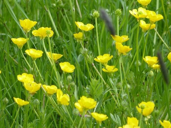 Besuchen Sie Rendez-vous aux jardins und lesen Sie Gedichte über die fünf Sinne im Garten der Emotionen von Épinac. Sie haben die Möglichkeit, an der...