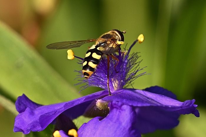 Parmi les pollinisateurs, on connait très bien les abeilles domestiques et pourtant il en existe beaucoup d'autres dans la nature ! Partez à la découverte de ces transporteurs de pollen.