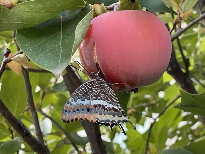 Im Laufe der Stunden, Tage, Monate, Jahreszeiten bewegt sich alles im Garten.