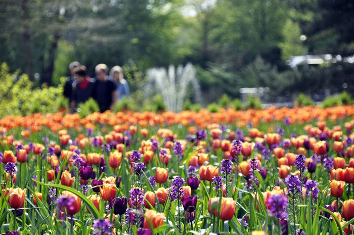 Duftarena, Blinden- und Impressionslandschaft, 90 Mustergärten, Pflanzensammlungen und zehntausende Frühlings- und Sommerblumen bieten faszinierende Einblicke in Gartenkultur und botanische Vielfalt.