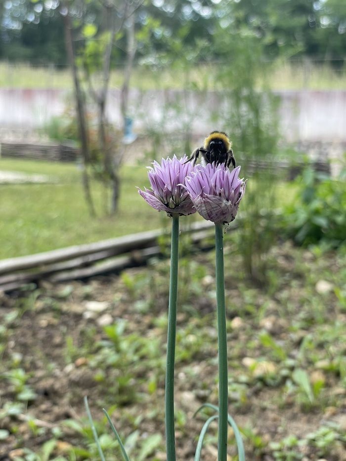 Der Garten in jeder Hinsicht! Nach einer kleinen Erkundung des Gartens können Sie den Gesang der Vögel, den Duft der Blumen erkennen und ein Bild von getrockneten Blumen erstellen!