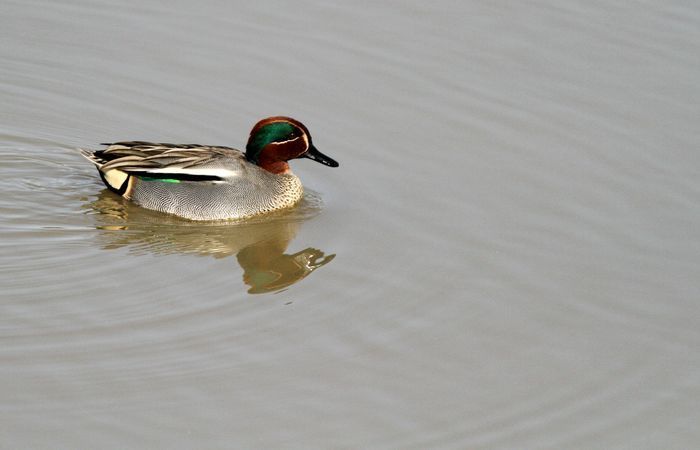 Une multitude d'oiseaux d'eau viennent passer l'hiver sur nos zones humides.
    Une balade hivernale haute en couleur.