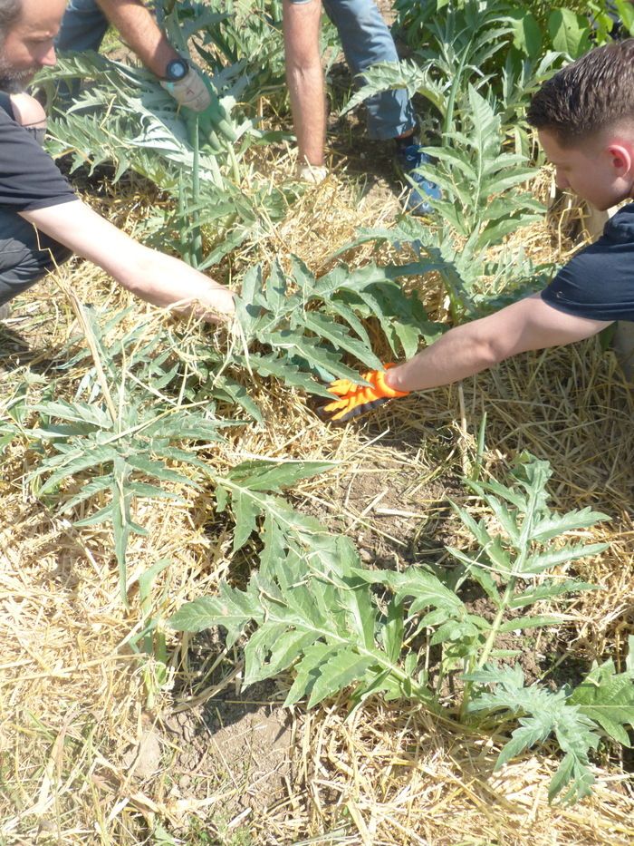 Teilnahme aller Öffentlichkeit an der Eröffnung des Gemeinschaftsgartens um eine Sommergartenbaustelle.