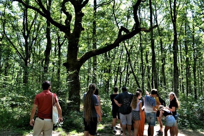 Wie baut man die Natur im ländlichen Raum auf? An welche Art von Ökosystem denkt man, wenn man an Wald denkt? Ein Ort der Vielfalt von Essenzen und Leben, erfahren Sie mehr über das Holz von Auch in l