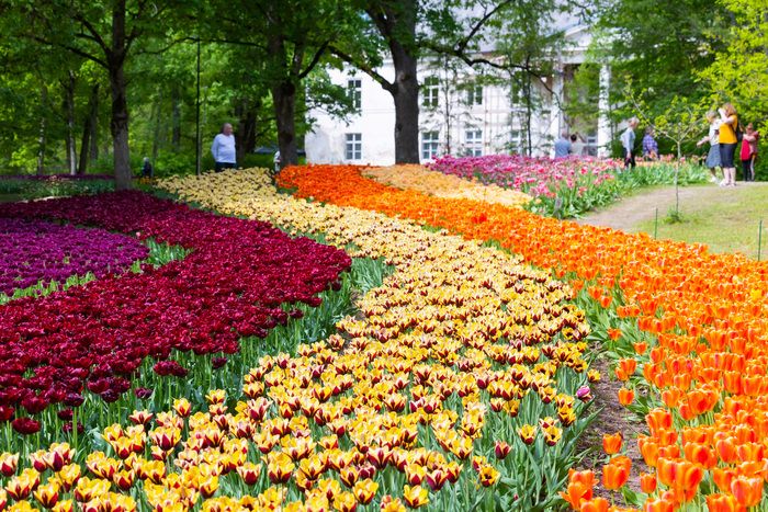 Rendez-vous aux jardins 2024 Kirna Manor organisiert ein Tulpenfestival mit über 250 Tausend Tulpen in der Blüte gleichzeitig. Eine spezielle Sorte namens "Estonia 100" war ein Geschenk aus den Nieder