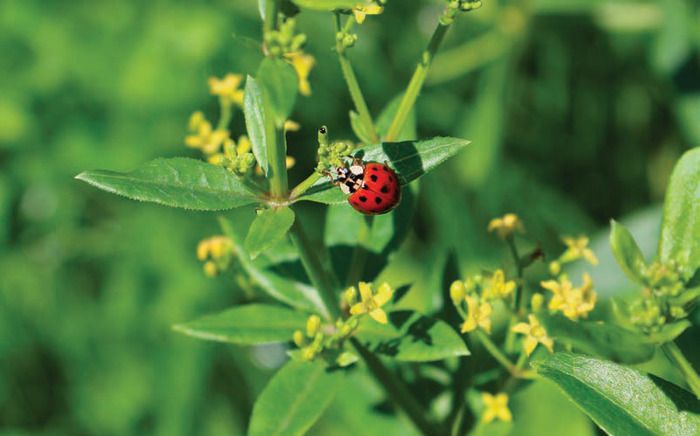 Die Kinder spazieren durch den Garten des Museums und beobachten die kleinen Tiere, die dort versteckt leben! Marienkäfer, Hummeln und Ameisen begleiten sie bei der Entdeckung der duftenden Pflanzen..