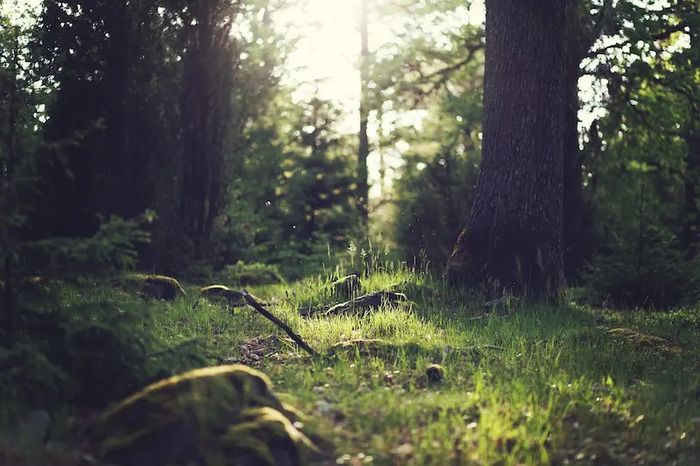 Tiefenentspannung und Naturnähe, beschirmt von Baumriesen. Nach der Shinrin-Yoku-Methode.