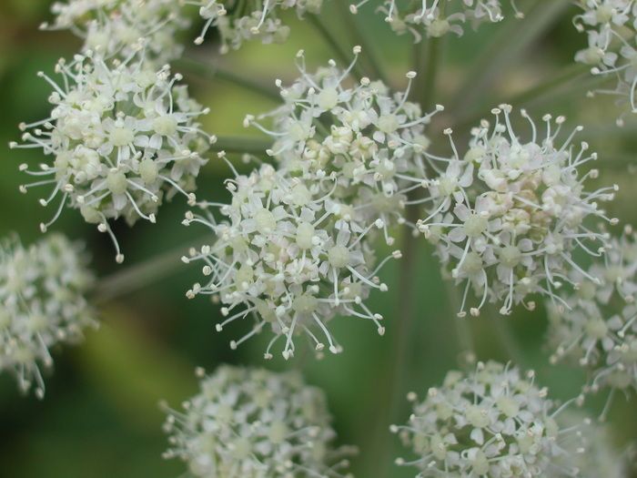 Les berges de Garonne sont l'habitat d'un cortège d'espèces uniques dont une plante très rare et protégée.