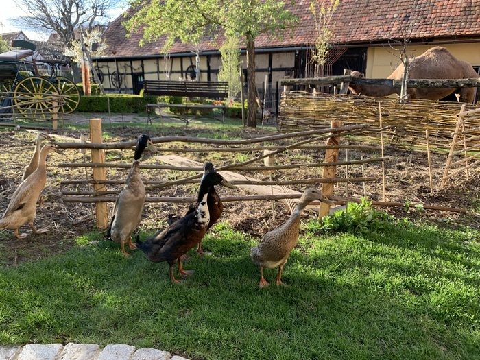 Spazieren Sie durch den Hof und den Garten, wo Sie verschiedene Tiere treffen. Gehen Sie barfuß durch den Garten, entdecken Sie den Gemüsegarten zu Beginn der Saison und bestaunen Sie die...