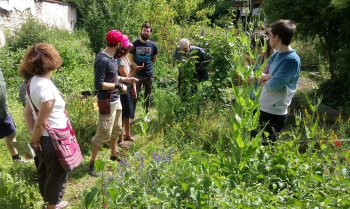 Venez découvrir les plantes sauvages d'Ile-de-France le temps d'une balade dans le parc des Beaumonts