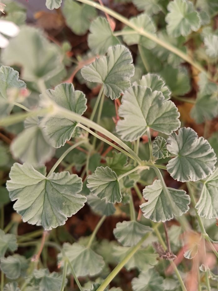 Das Arboretum von Versailles-Chèvreloup beherbergt eine Sammlung von Bäumen, aber nicht nur. Sie sind der Öffentlichkeit nur auf Führungen zugänglich.