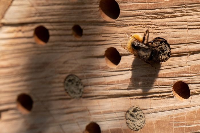 Comment faire pour accueillir les insectes dans son jardin ou sur son balcon ? Fabriquez un gîte à insectes à ramener chez vous ou à laisser à la Maison de la nature et l'arbre.