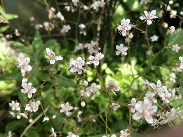 Die fünf Sinne im Garten der Evokationen