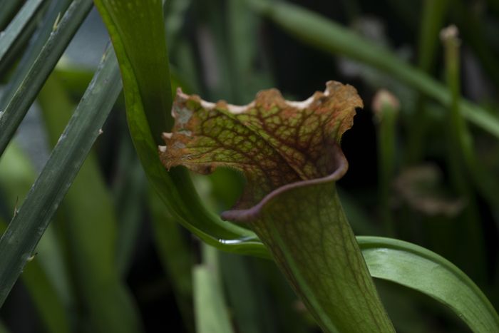 inauguration d'un nouvel espace dans la serre, réservé aux plantes carnivores