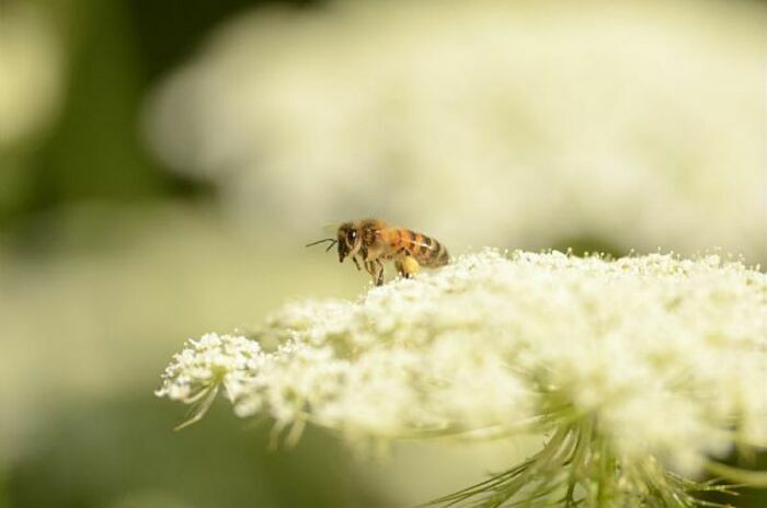 Découvrez le monde des pollinisateurs en compagnie des animateurs nature de la MEL.