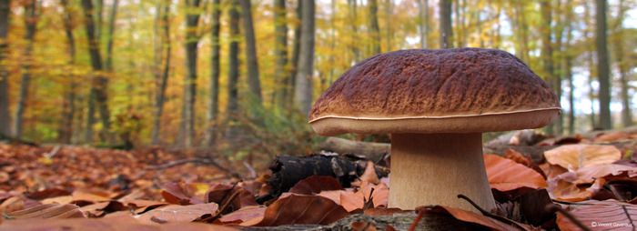 Rencontre naturaliste / Notre région au fil des saisons, avec Vincent Gavériaux :