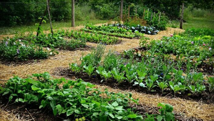 Initiez vous à la permaculture et à la botanique !