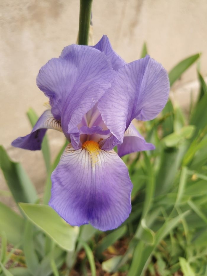 Entdecken Sie die Düfte und Aromen der Pflanzensammlungen des Botanischen Gartens der Universität Paris-Saclay.