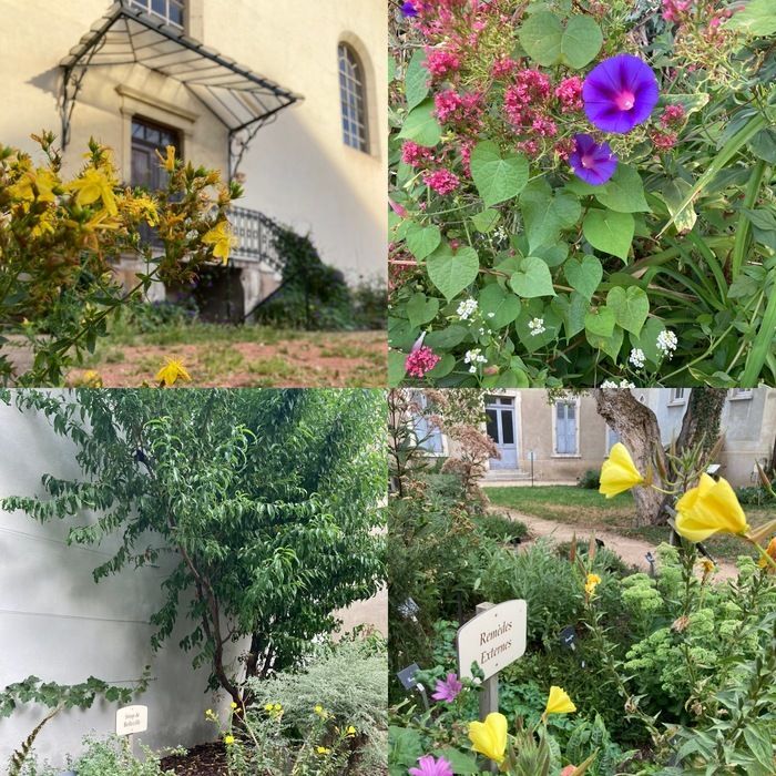 Dans la cour Saint Antoine de l’Hôtel-Dieu, découvrez le jardin de plantes médicinales. Dix massifs présentent les plantes autrefois cultivées par les Sœurs de Sainte-Marthe, plantes regroupées par v…