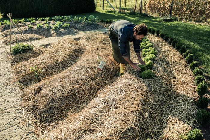 L'EAU AU JARDIN : TECHNIQUES D'ECONOMIE ET PAILLAGE