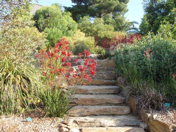 Dieser ca. 4.000 m² große Garten widmet sich ausschließlich der australischen Flora. Tatsächlich leben über 500 seltene Arten aus allen Teilen Australiens glücklich zusammen.