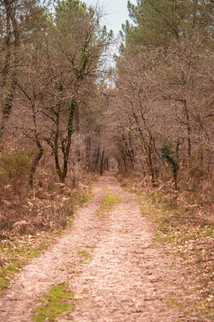 Parc des Jalles - Découverte sensible de la forêt (land-art, le bâton du souvenir...) animée par Cistude Nature