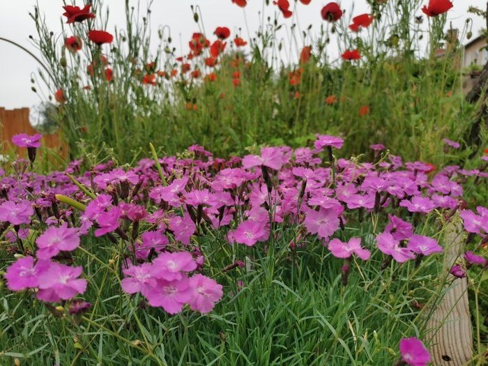 Willkommen im mittelalterlichen Garten für Workshops rund um die fünf Sinne.