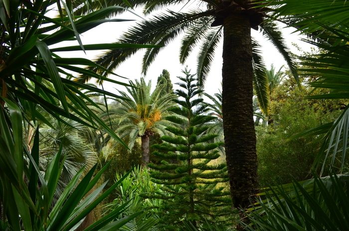 Anlässlich der Veranstaltung "Treffpunkt in den Gärten" bietet der Botanische Garten Val Rahmeh-Menton am 1\. und 2\. Juni 2024 die Vermietung von Audioguides an, solange der Vorrat reicht. Gehe durch