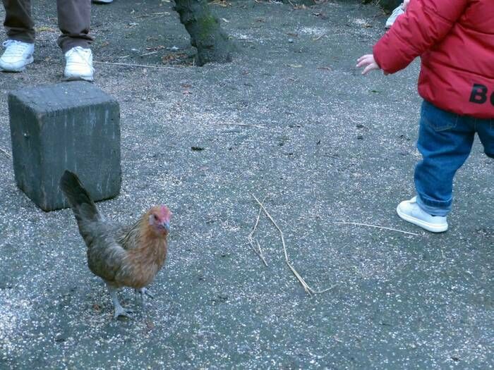 Place aux plumes ! Ce mois-ci le thème des comptines câlines porte sur les oiseaux.