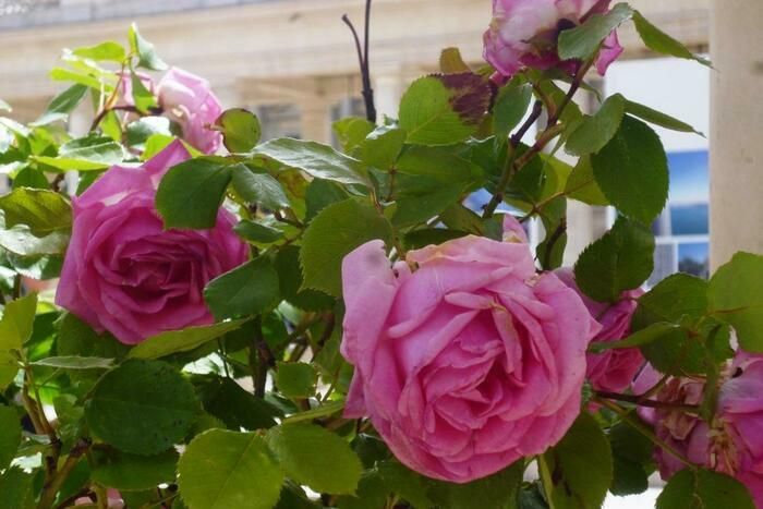 Die Domaine National du Palais-Royal präsentiert anlässlich des 20\. Jahrestages der 2004 gegründeten Rose Palais-Royal 50 alte Rosen der Domaine National de Saint-Cloud.