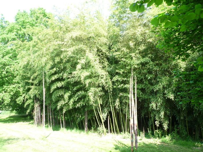 Geführte Tour durch ein Bamboo