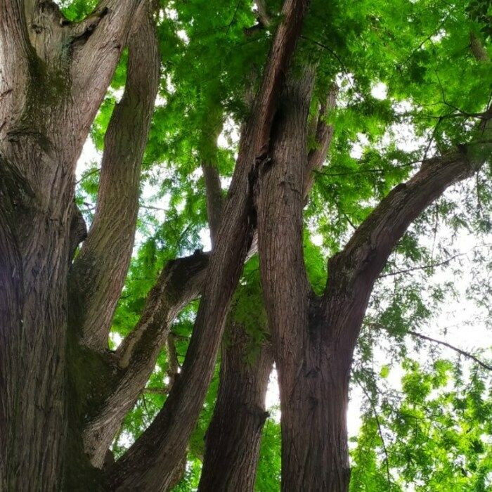 Apprenez à voir les arbres et les photographier.