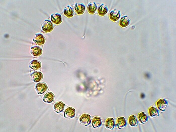 Partez à la découverte d’une goutte d’eau de mer. Prélevez depuis un kayak et observez ensuite le plancton au microscope, en salle. Découvrez le rôle du plancton et sa place dans la chaîne aliment...