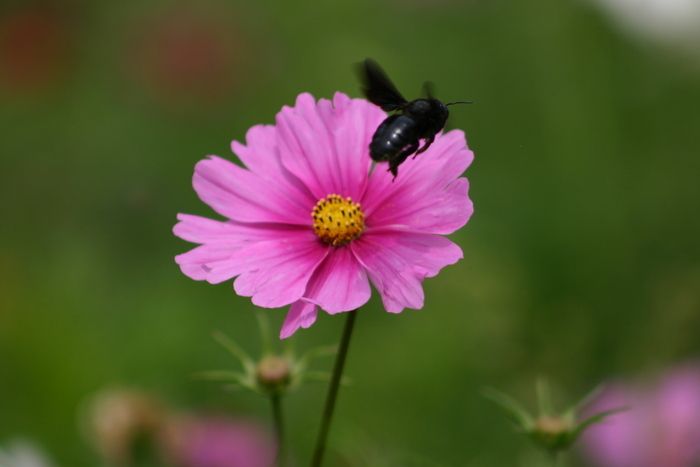 Entdeckungstour der Biodiversität, ab 6 Jahren, mit dem Naturverein Nogentais ab dem Parc Masson (Parkplatz).