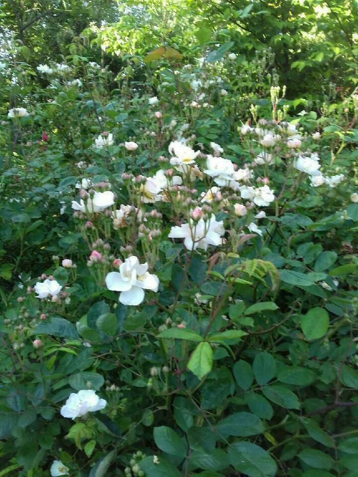 Hinter dem blauen Zaun befindet sich ein englischsprachiger Garten, in dem seltene oder häufiger vorkommende Arten beheimatet sind, in denen Dekoelemente inszeniert werden.