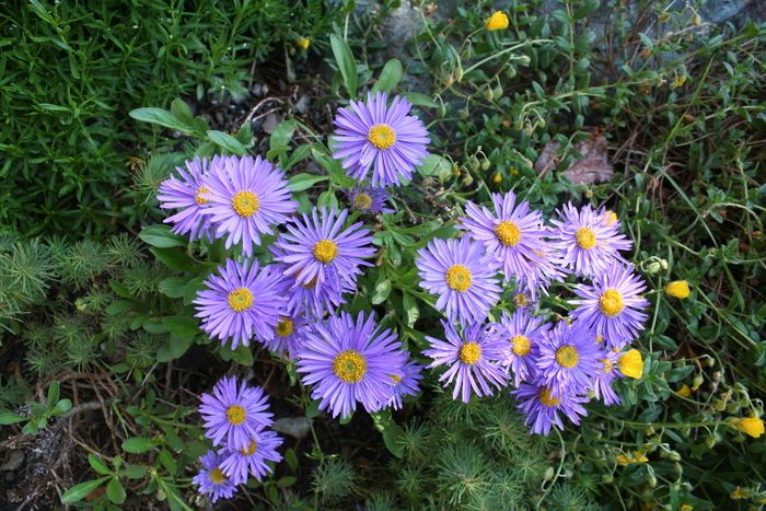 Begeisterte und neugierige oder einfache Gärtner für einen Austausch von Samen, Sämlingen, aber auch von Erfahrungen und guten Gartenpraktiken zusammenzubringen, ist das Ziel dieser Börse für...