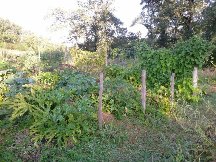 Nehmen Sie an einer Führung durch den Permacole-Garten und den Waldgarten teil!