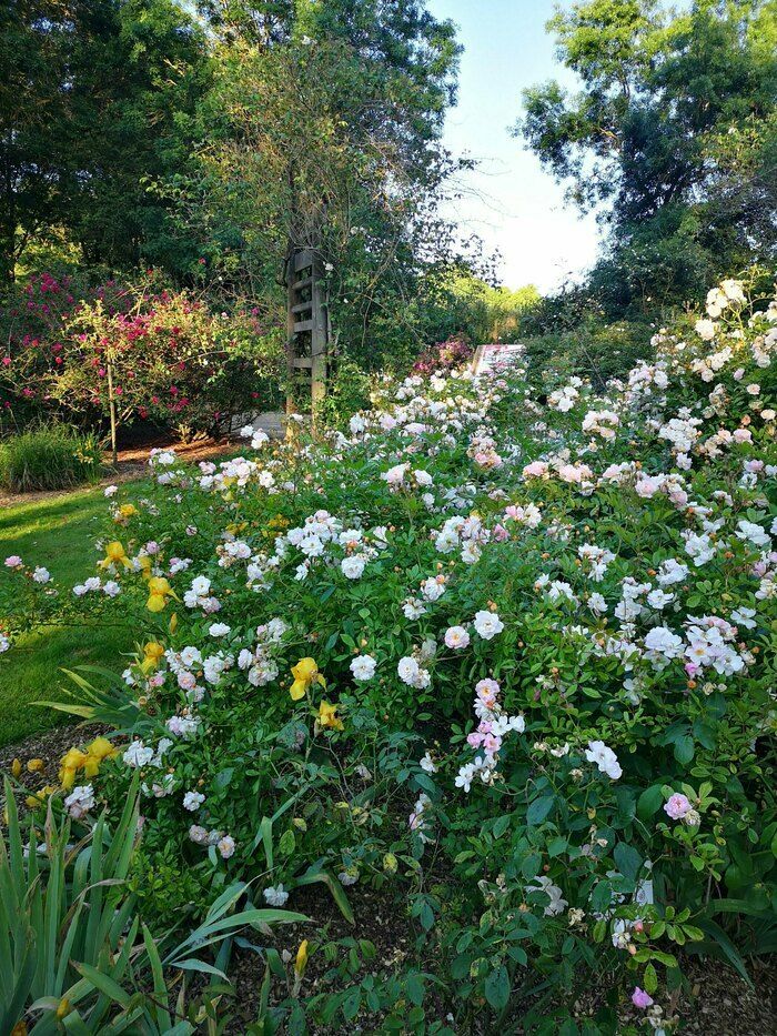 Entdecken Sie auf einem berauschenden Spaziergang die Themenparcours auf der Rose. Erkunden Sie die Gänge und Rasenflächen, um Hunderte von Sorten in einem englischen Park zu beobachten.